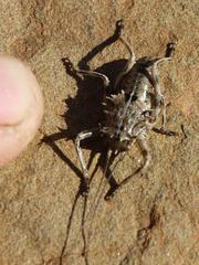 Acanthoproctus cervinus