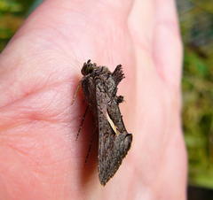 Vittaplusia vittata