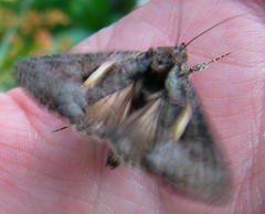 Vittaplusia vittata