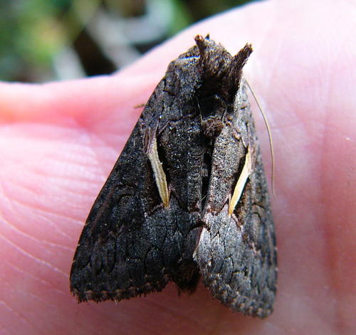 Streaked Plusia