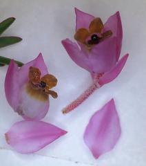 Erica plumigera