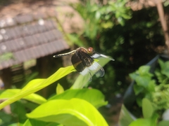 Neurothemis tullia