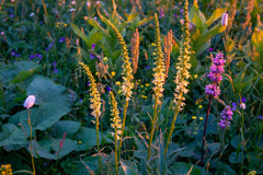 Pedicularis proboscidea
