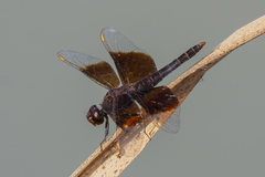 Brachythemis fuscopalliata
