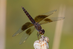 Brachythemis fuscopalliata