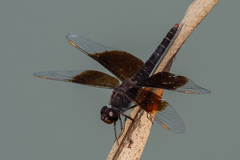 Brachythemis fuscopalliata