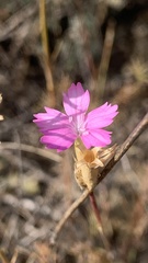 Dianthus polymorphus