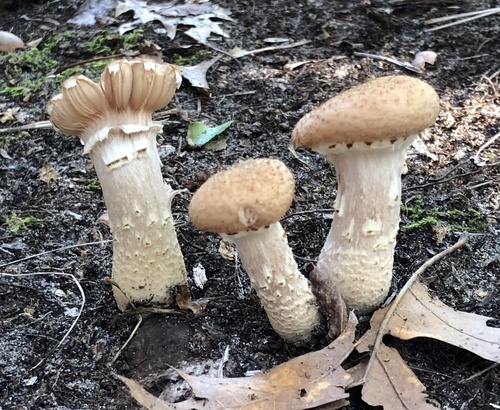photo of Honey Mushrooms (Armillaria)