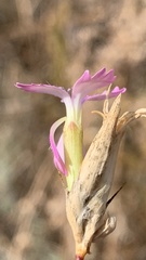 Dianthus polymorphus