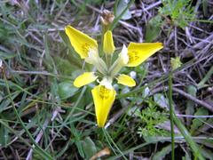 Moraea macronyx