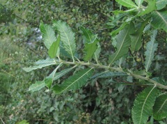 Salix pseudomedemii