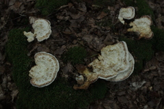 Fungi
