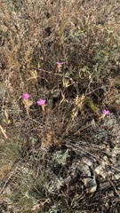 Dianthus polymorphus