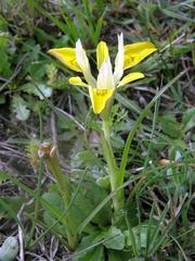 Moraea macronyx
