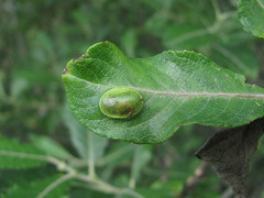 Salix pseudomedemii