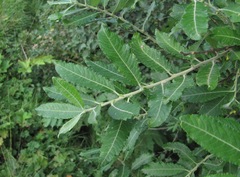 Salix pseudomedemii