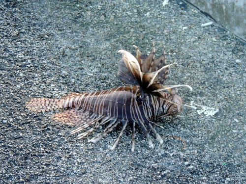 Pterois volitans