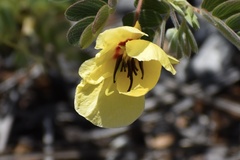 Chamaecrista lineata keyensis
