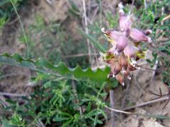 Lachenalia mutabilis