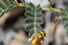 Chamaecrista lineata keyensis