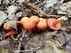 Pseudohygrocybe