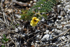 Chamaecrista lineata keyensis