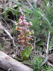 Lachenalia mutabilis