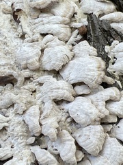 Irpiciporus