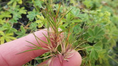 Festuca vivipara