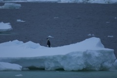 Aptenodytes forsteri