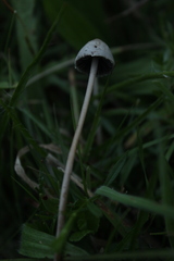 Fungi