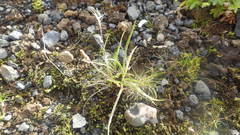 Plantago maritima maritima