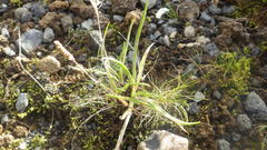 Plantago maritima maritima