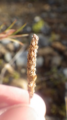 Plantago maritima maritima