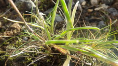 Plantago maritima maritima