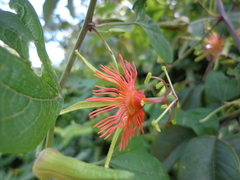Passiflora jorullensis