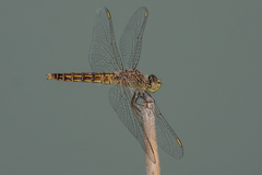 Brachythemis fuscopalliata