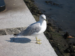 Larus delawarensis