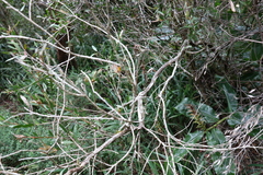 Melaleuca pallida