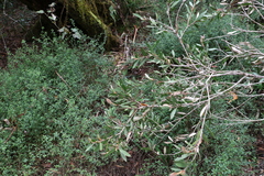 Melaleuca pallida