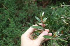 Melaleuca pallida