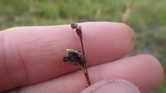 Luzula multiflora frigida