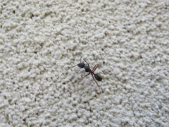 Camponotus chalceus