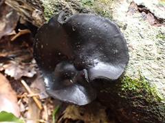 Pseudoplectania vogesiaca