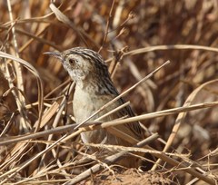 Cisticola juncidis terrestris