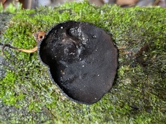 Pseudoplectania vogesiaca