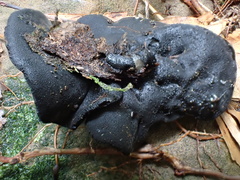 Pseudoplectania vogesiaca