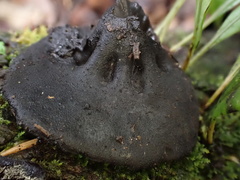 Pseudoplectania vogesiaca