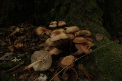 Fungi