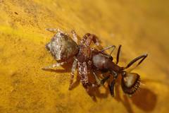 Strigoplus guizhouensis